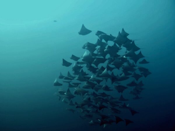 Extra Divers Mirbat Eagle Rays