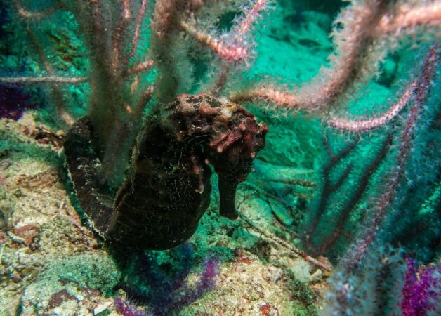 Extra Divers Zighy Bay Seepferdchen