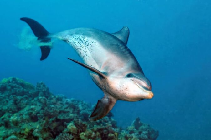Extra Divers El Quseir Delfin