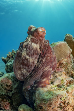 Tauchbasis Extra Divers El Quseir Oktopus