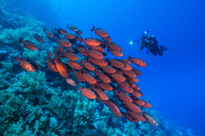 Extra Divers Sharm El Naga Fische