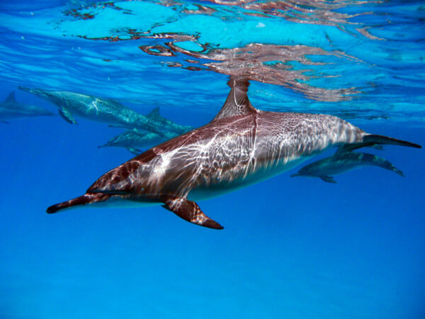 Red Sea Diving Safari Tauchbasis Delfin