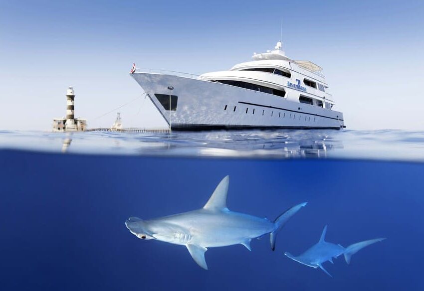 Tauchsafari Ägypten Seven Seas Unterwasser Haie