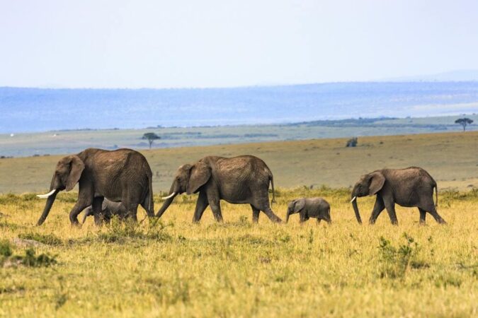 Masai Mara Safari Kenia Elefanten