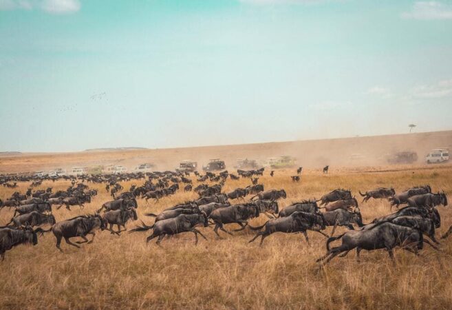 Masai Mara Safari Kenia Gnu Wanderung