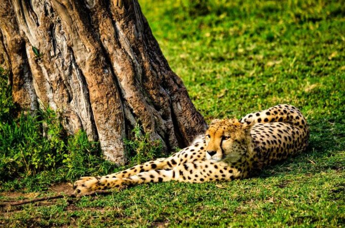 Masai Mara Safari Kenia Leopard