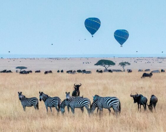 Masai Mara Safari Kenia Zebras und Büffel