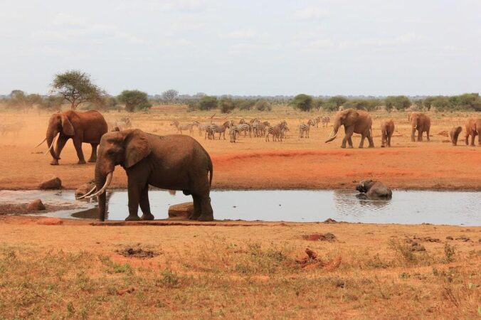 Safari Kenia Tsavo Ost rote Elefanten am Wasser