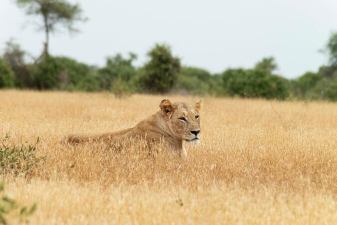 Safari Kenia Tsavo Ost Nationalpark Löwe