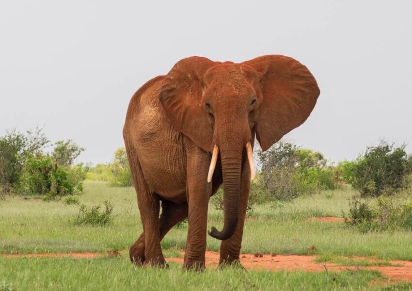 Safari Kenia Tsavo Ost Nationalpark roter Elefant