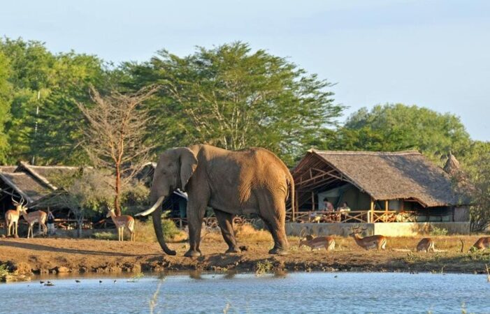 Safari Kenia Tsavo Ost Satao Camp Elefant am Wasserloch