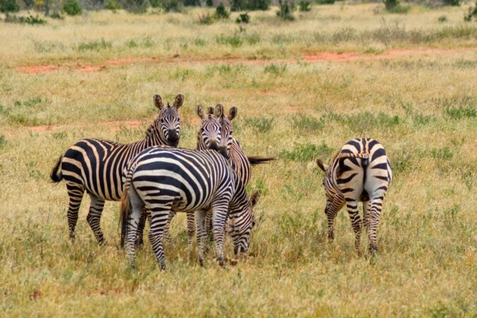 Safari Kenia Tsavo Ost Nationalpark Zebras
