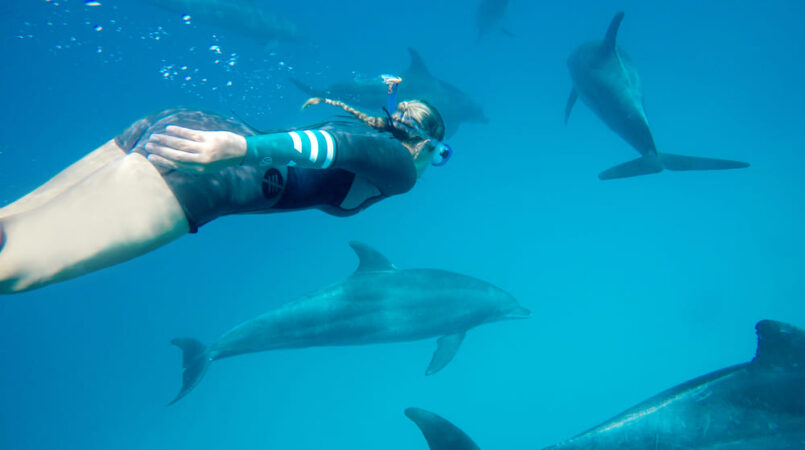 Orca Dive Club Soma Bay Delfine