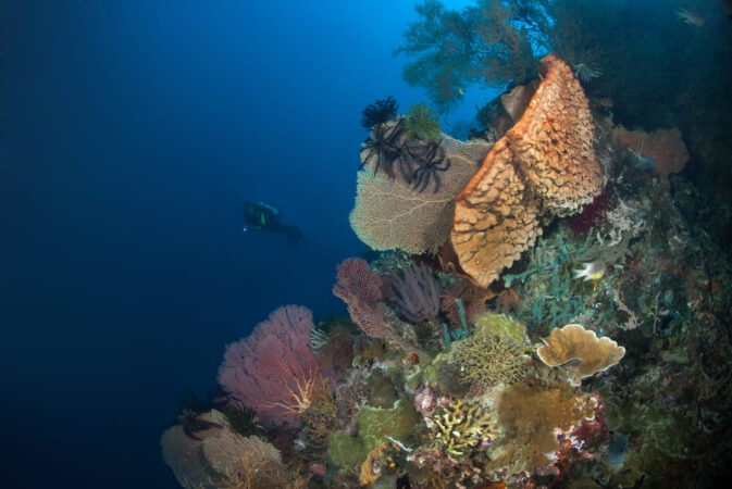 Mavi Diving Center Tauchbasis Alam Anda Korallenriff