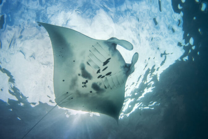 Mavi Diving Center Tauchbasis Alam Anda Manta Tauchen