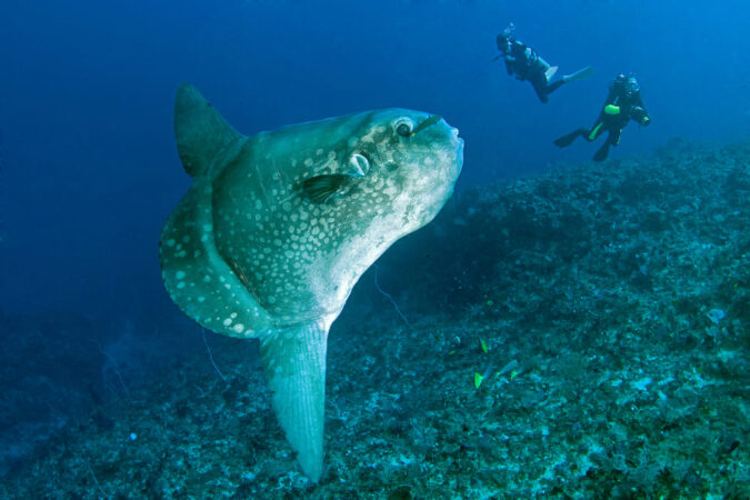 Mavi Diving Center Tauchbasis Alam Anda Tauchen Mola Mola