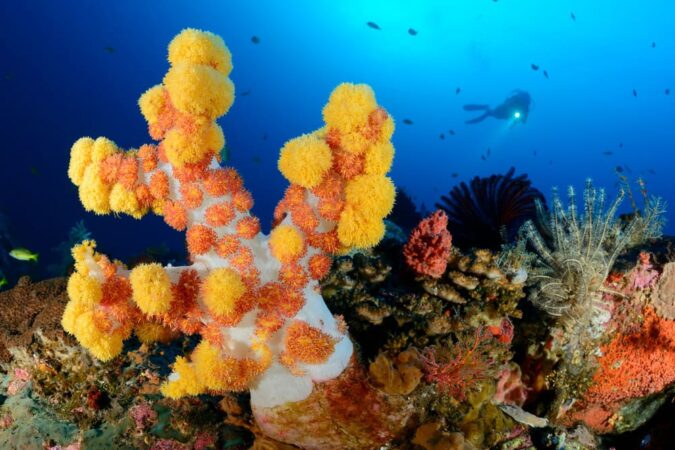 Alam Batu Dive Center Tauchen Korallen