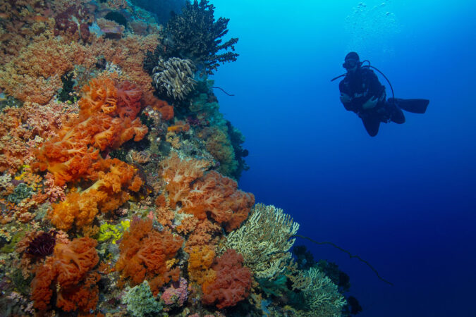 Rundreise Sulawesi Passport to Paradise Taucher Korallen