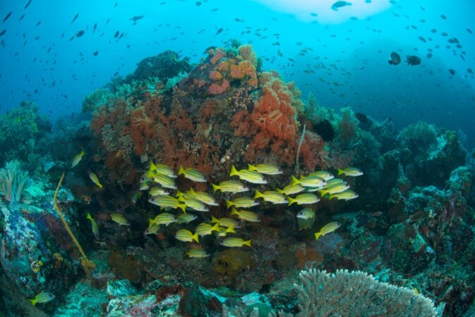 Rundreise Sulawesi Passport to Paradise Bangka Korallen