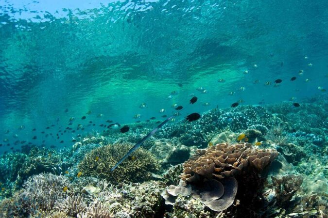 Rundreise Sulawesi Passport to Paradise Bunaken Korallen