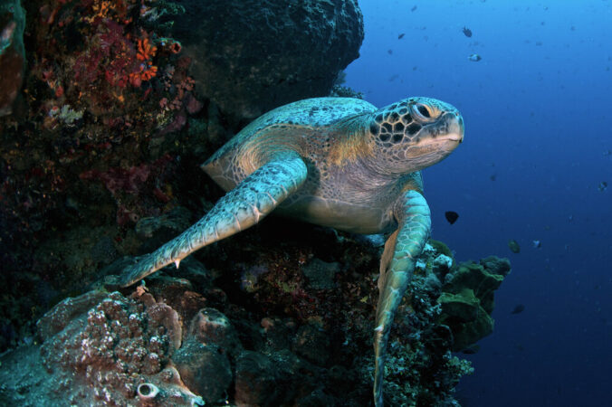 Rundreise Sulawesi Passport to Paradise Manado Schildkröte