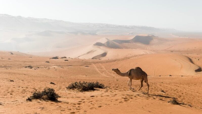 Rundreise Abenteuer Oman Kamel in der Wüste