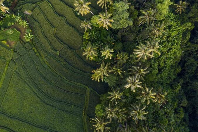 Rundreise Bali intensiv Reisfelder in Ubud