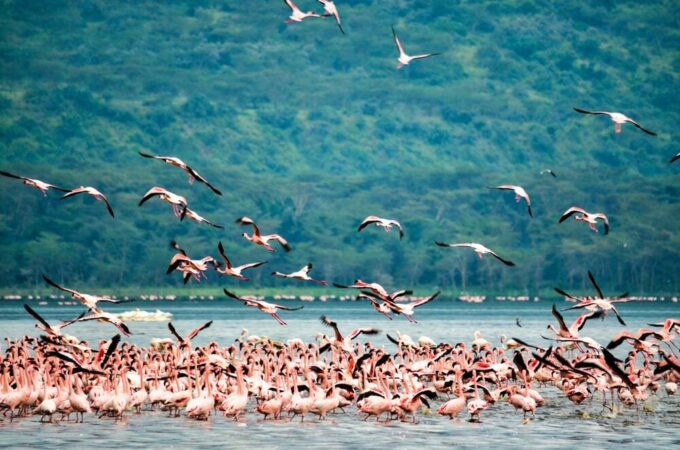 Rundreise Tansania Safari Abenteuer Lake Manyara