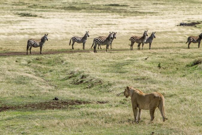 Rundreise Tansania Safari Abenteuer Zebras und Löwe