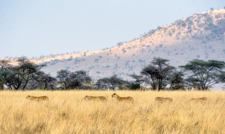 Rundreise Tansania Safari Abenteuer Löwen