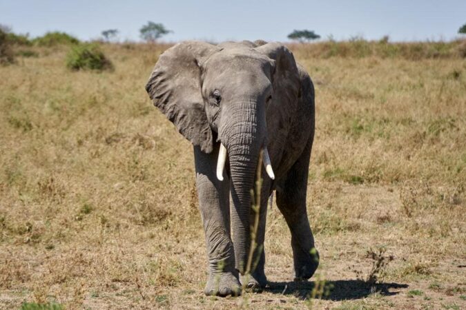 Rundreise Tansania Zauber Selous Game Reserve Elefant