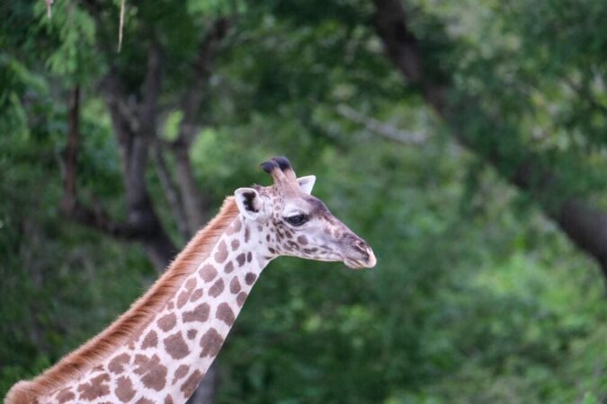 Rundreise Tansania Zauber Selous Game Reserve Giraffe