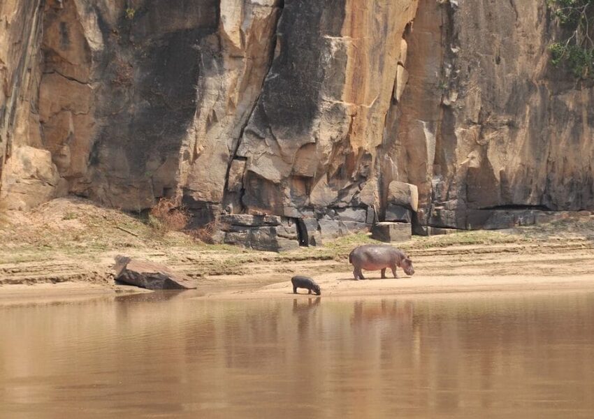Rundreise Tansania Zauber Selous Game Reserve Nilpferde