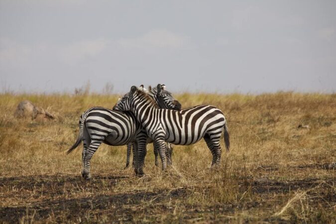 Rundreise Tansania Zauber Selous Game Reserve Zebras