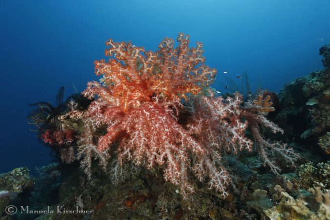 Tauchbasis Extra Divers Gawana Bali Koralle
