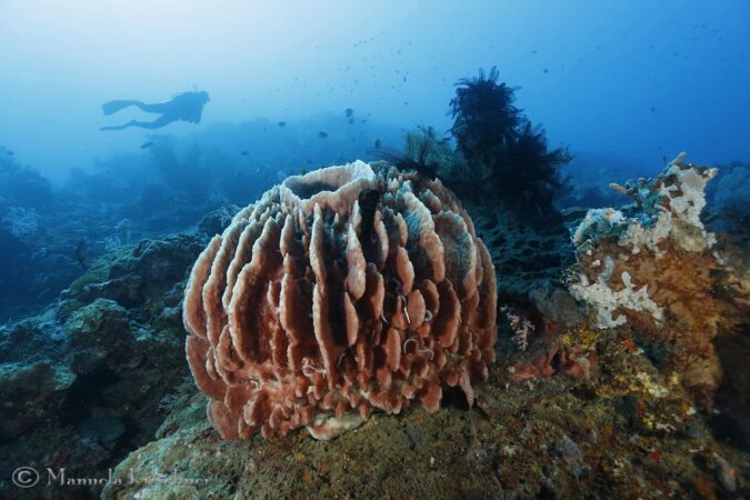 Tauchbasis Extra Divers Gawana Bali Taucher Riff