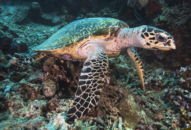 Tauchbasis Extra Divers Gawana Bali Unterwasser Schildkröte