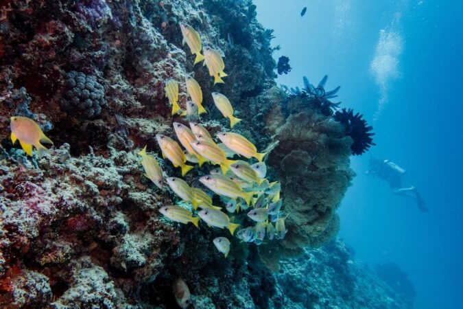 Dream Divers Resort Gili Trawangan Tauchen Riff Fische