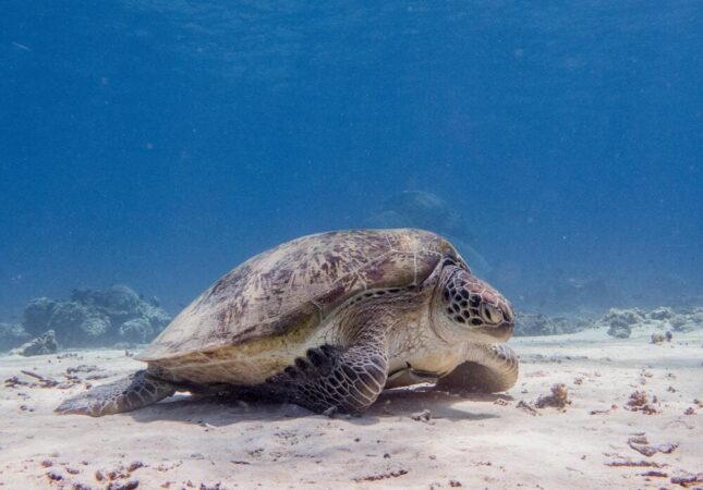 Dream Divers Resort Gili Trawangan Tauchen Schildkröte