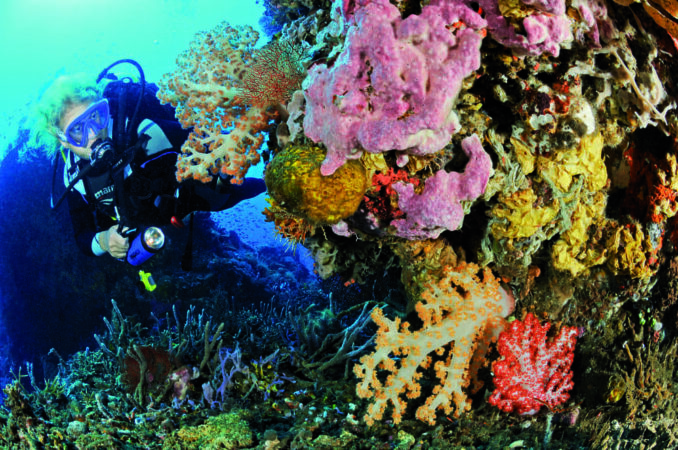Alam Batu Dive Center Bali Tauchen Korallenriff