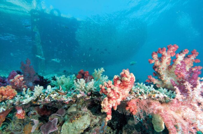 Misool Dive Center Korallen Wrack