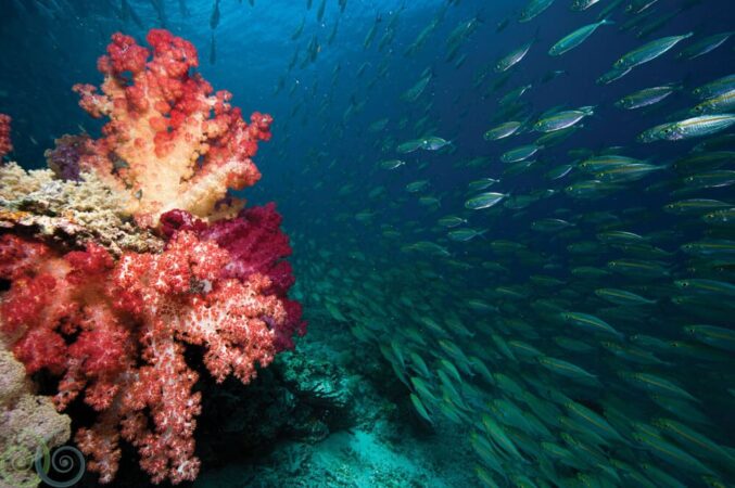 Misool Dive Center Tauchen Korallen und Fische