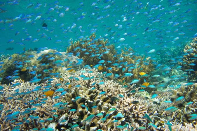 Salibay Dive Center Molukken Tauchbasis Hauriff Tauchen Korallen