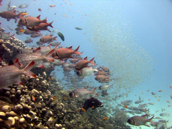 Tauchbasis Mafia Island Diving Tauchen Fische