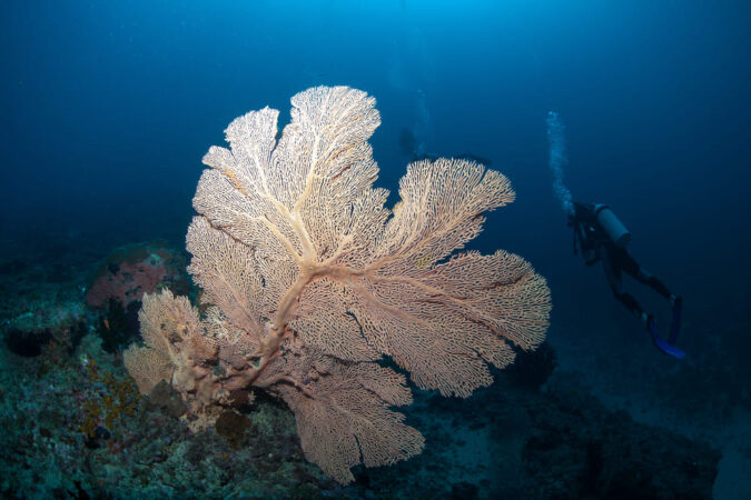 Tauchbasis Mafia Island Diving Tauchen Koralle