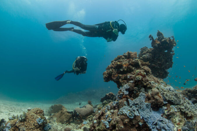 Tauchbasis Mafia Island Diving Taucher Unterwasser