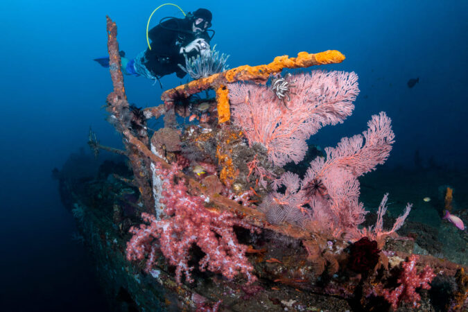 Siddhartha Dive Center Korallenriff