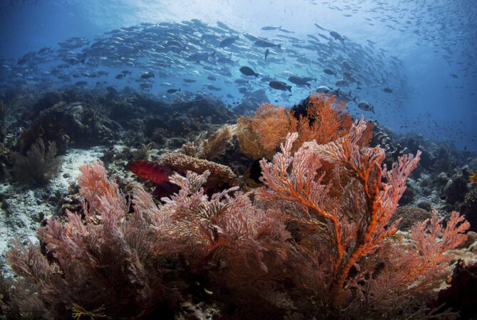 Tauchbasis Indonesien Raja Ampat Gangga Divers Korallen