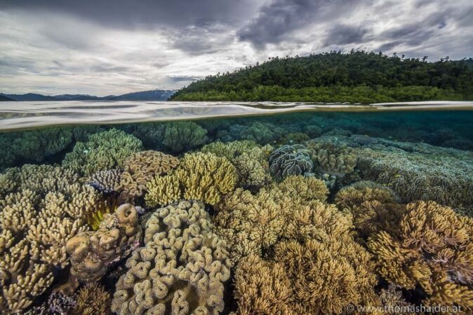 Tauchbasis Indonesien Raja Ampat Gangga Divers Riff