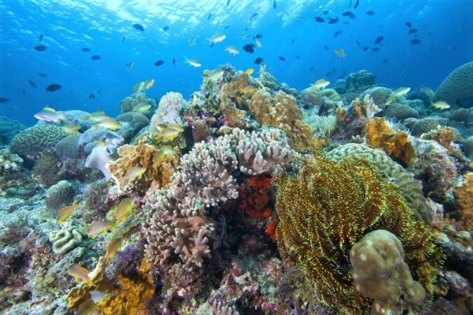 Tauchbasis Philippinen Sunset Dive Center Korallenriff